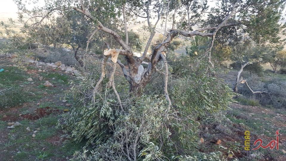 هيئة: جرائم المستوطنين ومنظماتهم الإرهابية تبلغ ذروتها في موسم قطاف الزيتون