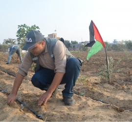 الفاو: 87% من أراضي غزة تضررت بسبب الحرب