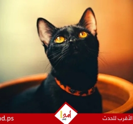 تفسير رؤية القط الأسود في علم الطاقة