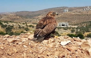 جمعية "طبيعة فلسطين" بالتعاون مع وزارة الزراعة تعيد طائر مهدد بالانقراض