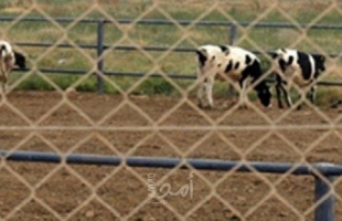مستوطنون يبنون حظائر جديدة للأبقار على أراضي الأغوار