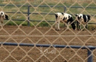 مستوطنون يقيمون "حظائر للأبقار" على أراضي مواطني الأغوار
