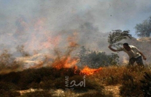 حرائق متفرقة تلتهم 210 شجرة زيتون ولوزيات في جنين