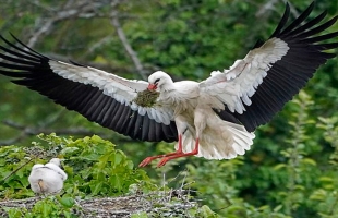 نوع نادر من الطيور يتم إطلاقها فى بريطانيا لأول مرة