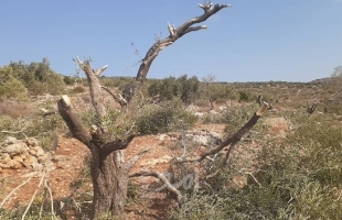 مستوطنون يقطعون 50 شجرة زيتون معمرة جنوب نابلس