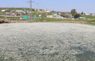 الأتيرة تعلن موقع "بركة عُسكر" منطقة محمية في محافظة قلقيلية