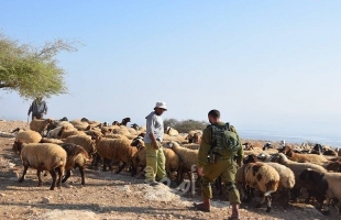 الأغوار: مستوطنون إرهابيون يطاردون "رعاة الماشية"