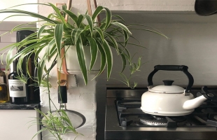 7  نباتات مناسبة لمطبخك .. تعرفي عليها