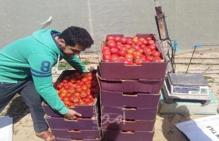 شبكة المنظمات الأهلية تقدم الخضروات الطازجة لمراكز الحجر بقطاع غزة