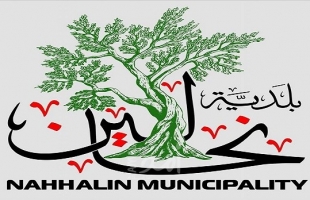 بيت لحم: مستوطنون يقطعون عشرات أشجار الزيتون  من أراضي المواطنين في بلدة نحالين