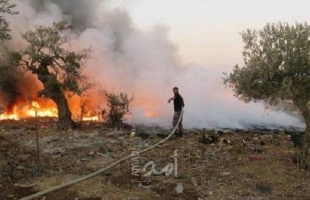 مستوطنون يضرمون النار بأشجار الزيتون جنوب نابلس