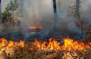 مستوطنون يضرمون النار بحقول زراعية جنوب نابلس