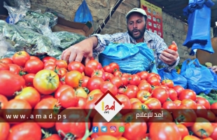 زراعة حماس تصدر (420) طناً من البندورة خلال أسبوعين