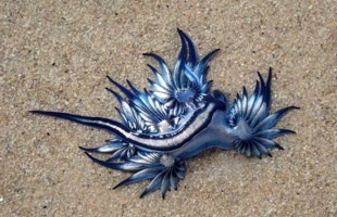 بالصور .. العثور على مخلوق غريب على شاطئ جنوب إفريقيا
