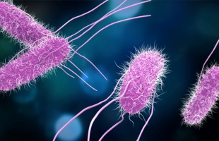 أعراض بكتيريا السالمونيلا وطرق الوقاية