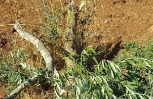 بيت لحم: جيش الاحتلال يقتلع (50) شجرة زيتون في تقوع
