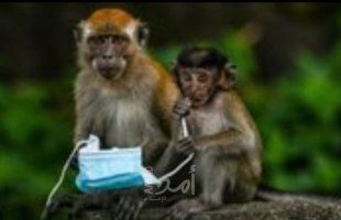 علماء يكشفون قدرات اجتماعية فريدة لدى القرود