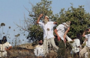 مستوطنون يهاجمون قاطفي الزيتون في نحالين غرب بيت لحم