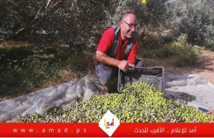 غزة: مجلس العمال يساند المزارعين في جني الزيتون لتعزيز الصمود - صور وفيديو