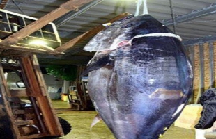 بيع أغلى سمكة تونة في اليابان