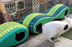 مبادرة لإيواء القطط وحمايتها من البرد في شوارع القاهرة -فيديو