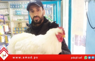 عبد الله الجوراني.. هاوٍ لتربية الطيور و"دجاج البراهمة" يعتلي سطح منزله البسيط - فيديو