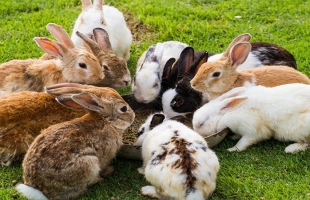 فيروس خطير يهدد الأرانب والبشر حول العالم