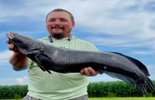 أمريكي يحطم الرقم القياسي باصطياد أكبر سمكة رأس ثعبان بالعالم