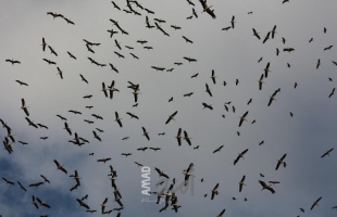 "التعليم البيئي" ينشر مُعطيات حول هجرة الطيور الخريفية-صور