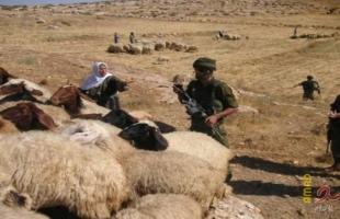 جيش الاحتلال يستولي على قطيع من الأغنام من مراعي جنوب الخليل