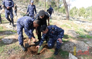 الشرطة تضبط 220 شتلة ماريجوانا داخل مشتلاً للمخدرات في يطا