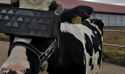 مزارعو روسيا يلبسون أبقارهم نظارات واقع افتراضي لتحسين حالتها الصحية والنفسية