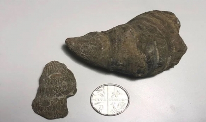 طفل يعثر على أثر نادر بالصدفة عمره 488 مليون سنة .. تفاصيل