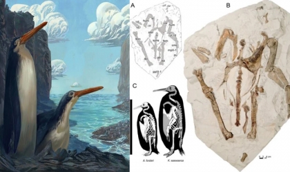 اكتشاف نوع جديد من طيور البطريق عمره 34 مليون سنة