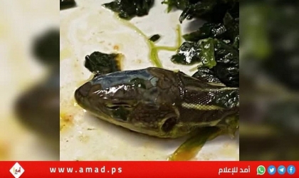 العثور على "رأس ثعبان" في وجبة طعام على متن طائرة ألمانية تركية - فيديو