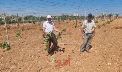 مستوطنون إرهابيون يقطعون مئات "أشجار العنب" شرق الخليل- صور
