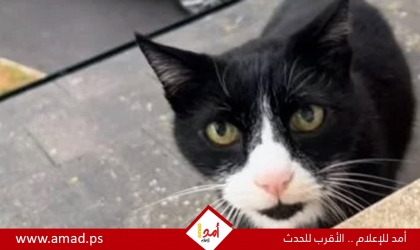 قط يتحدث بلكنة بريطانية يثير الجدل على السوشيال - فيديو