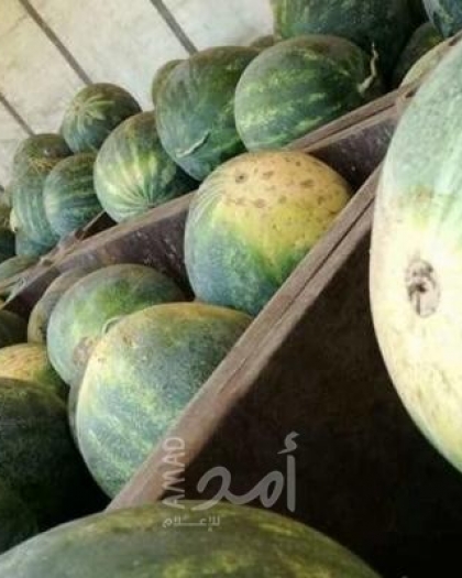 ضبط 700 كيلو من البطيخ الفاسد جنوب قطاع غزة