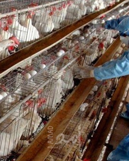 لجنة الطوارئ الوطنية لمواجهة انتشار انفلونزا الطيور تعقد اجتماعاً برام الله