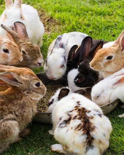 فيروس خطير يهدد الأرانب والبشر حول العالم